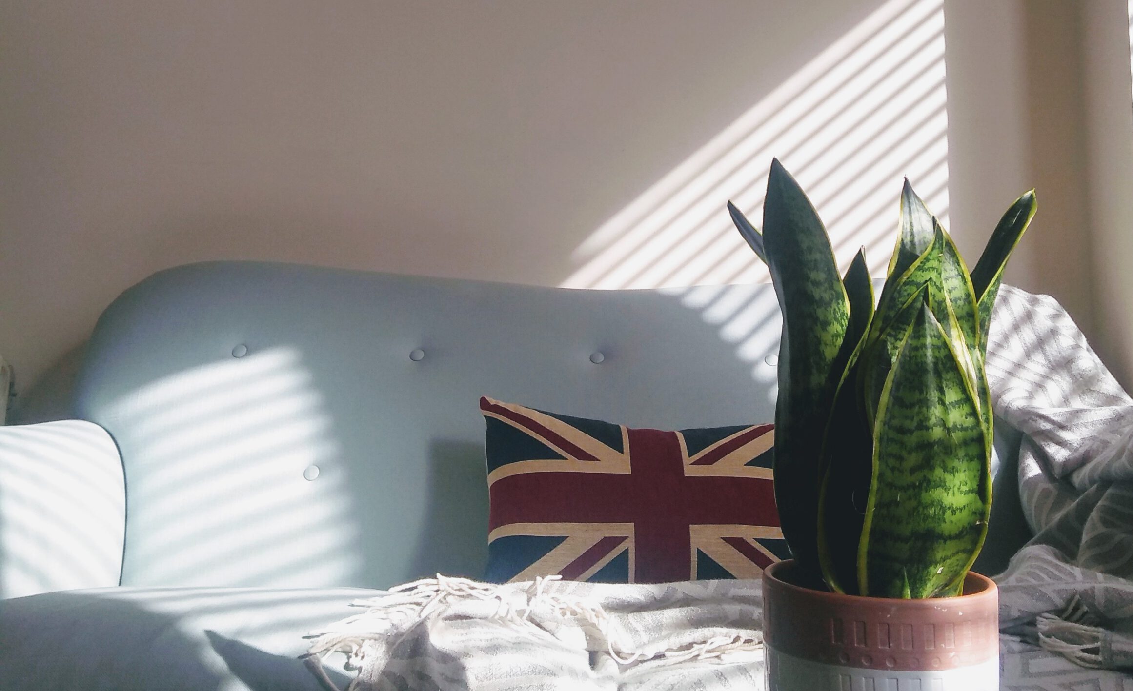 A white vase with a plant in front of it